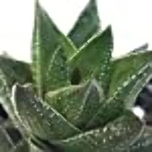 Haworthia coarctata Hybrid Live Indoor Outdoor Succulent Garden Plant, 2"